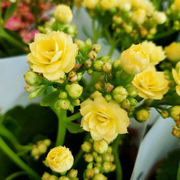 植物   长寿花盆栽带花苞重瓣大花苗绿巴黎花卉观花植物室内阳台 布朗