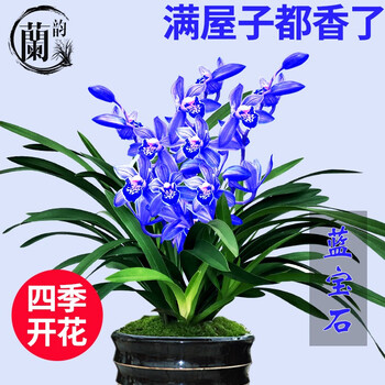 蘭花草 兰花草- song and lyrics by 七元| Spotify