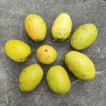 车载闻香木瓜室内增香木瓜除臭天然清香木瓜北方宣木瓜香木瓜闻香