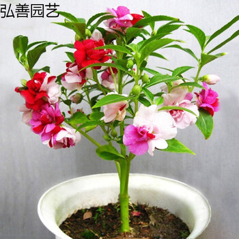 Qcdd樱花种子易活花卉盆栽花草植物适合秋冬天种的花种籽室内四季开花凤仙0粒 图片价格品牌报价 京东