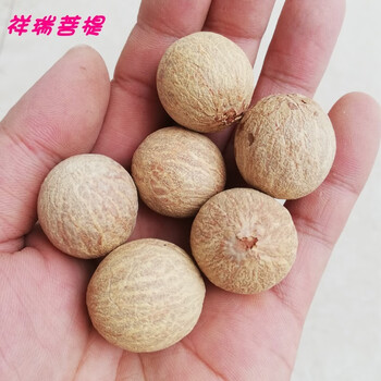 大白菩提根原籽散珠白玉菩提原果现货低价论斤卖菩提子原籽 高密精品