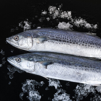 棠鲜生新鲜鲅鱼整条装冰鲜鲅鱼5斤装