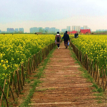 秋夏季花种子油菜花室外四季种易活花籽油菜籽花种室外庭院花园绿化花卉植物油菜花种子1千粒肥料2包 图片价格品牌报价 京东