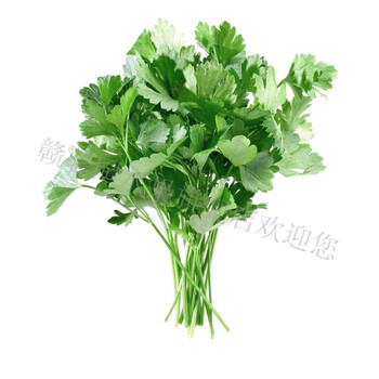 新鲜芹 欧芹 巴西里 香芹250g 500g
