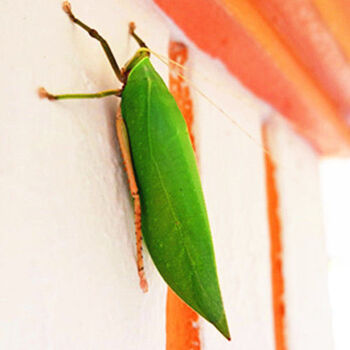 素背肘隆螽素背巨拟叶螽布鲁纳螽斯蝈蝈鸣虫 素背