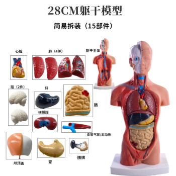 人体解剖模型价格报价行情- 京东