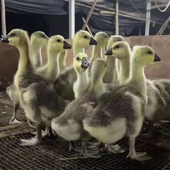 狮头鹅活特大纯种狮子头鹅正宗潮汕灰狮头鹅活鹅白鹅灰鹅10只起发 白