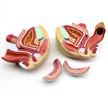 enovo颐诺医学人体女性生殖模型子宫模型妇产科解剖教学女性内外生殖