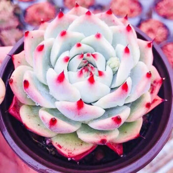 多肉多肉植物吉娃娃大颗水蜜桃桃太郎精品室内办公花卉绿植大盆吉娃娃 11 15厘米 图片价格品牌报价 京东