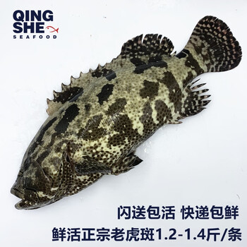 鲜活海鲜老虎斑新鲜石斑鱼活体发货深海鱼650g一条 图片价格品牌报价 京东