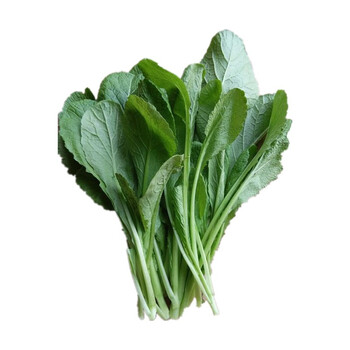 (企业专属)  春菜苗 500g