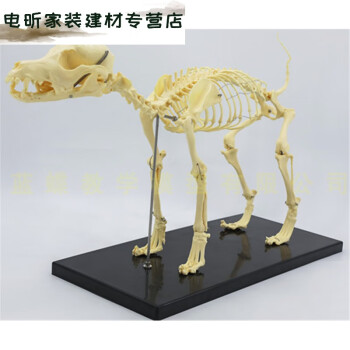 动物骨骼标本排行- 京东