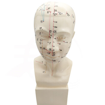 礼达康 头部穴位模型中医用人体经络图教学大头部四功能针灸腧穴模型