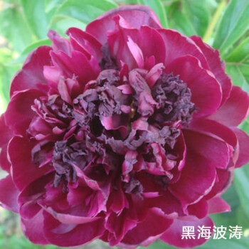 惜林园 多年生芍药根块花苗 盆栽地栽 白芍药苗当年可开花四季好养 黑