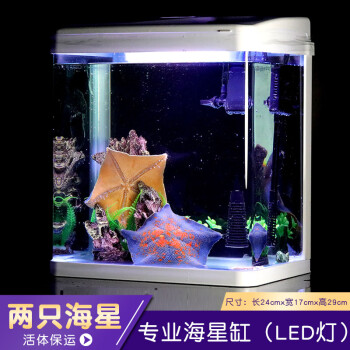 海星活宠物活体海水观赏翻砂小宠活物活的小型水族海盘车水母鱼缸led灯海星缸 两只海星 贝壳 假山 假海草 图片价格品牌报价 京东