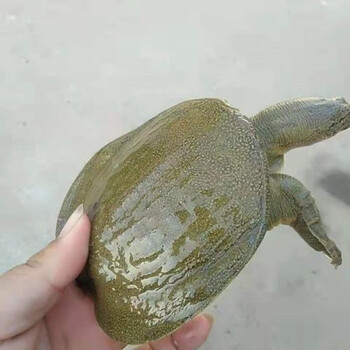 1两-9两淡水养殖小甲鱼苗活体小中华鳖苗食用王八苗散养套养 3-4两小