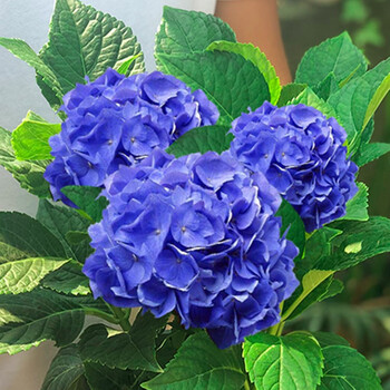 绣球花苗盆栽庭院老桩耐寒无尽夏大花地栽四季阳台室内花卉植物  蓝海