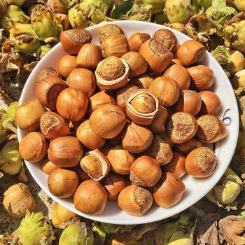 新货东北新鲜榛子新货小榛子东北特产炒熟坚果500g c级榛子(实惠好货)