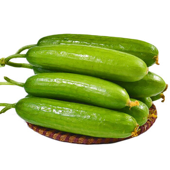 源外园水果黄瓜 新鲜小黄瓜 5斤 小乳瓜 小黄瓜 新鲜蔬菜