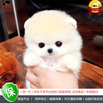 冠聪 纯种小体俊介犬活体幼犬日系茶杯博美犬宠物狗狗 长不大的博美狗 纯白色玩具型球体博美犬超小体狗狗宠物级公 图片价格品牌报价 京东