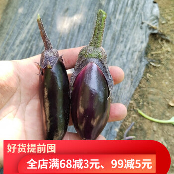 东北紫把小茄子生吃小茄子新鲜农家自种新鲜蔬菜蒜茄子迷你小茄子拇指
