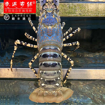 澳洲花龙 龙虾 中华锦绣龙虾 海虾鲜活虾类 鲜活发货【花龙虾1只】4