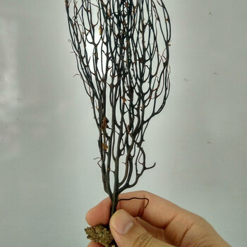 蛇龙草 弯腰草 还魂草 云南苗家中药材泡酒料药酒料龙蛇草 烧林草(50