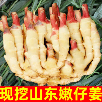 十里馋嫩姜新鲜仔姜子姜红芽姜指头生姜5斤山东 500g【图片 价格 品牌 报价】-京东