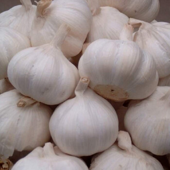 凤鸣雅世大蒜种子种籽长蒜苔头蒜种蒜苗红皮本地紫皮干蒜可栽种白皮
