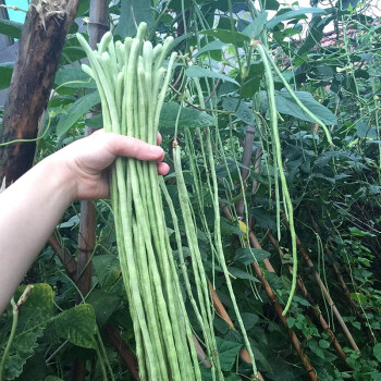 壽禾豇豆種子春夏季長豆角有架好吃缸江豆四季豆種籽高產壓塌架新生鮮