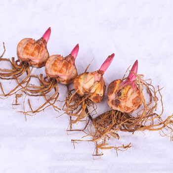 九千谷香水百合种球白色4个带芽绿植盆栽花卉种子室内外阳台百合花大