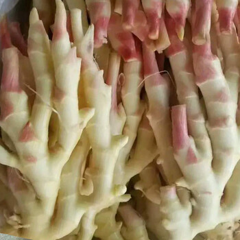 蔬教授当季红芽嫩仔姜广西板姜新鲜蔬菜 1500g