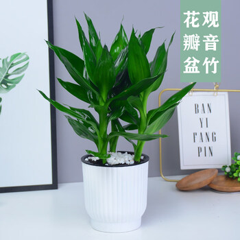 观音竹富贵竹水培植物盆栽室内办公室客厅竹绿植带花盆节节高 土培