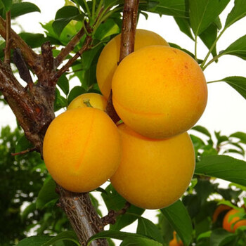 特大北方种植南方杏苗庭院地栽当年结果黄金杏梅5年苗70cm含79cm含