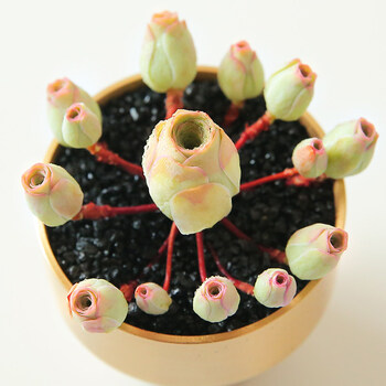 山地玫瑰多肉植物花卉盆栽酒杯小老桩室内鸡蛋粉绿植系列多肉 悦色群