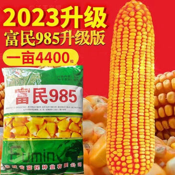 玉米种大全富民985矮杆密植抗旱耐涝富民种业6000粒黄金玉米种子 6000