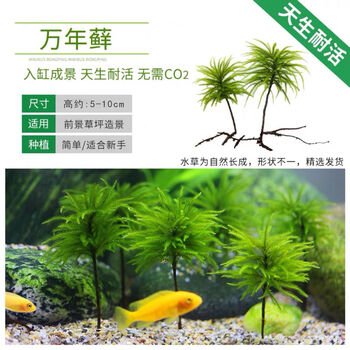 万年藓水草活体耐活耐低温苔藓鱼缸水族箱生态瓶雨淋缸造景水草万年藓10颗 图片价格品牌报价 京东