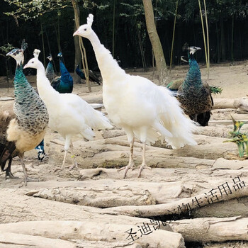 孔雀活体苗 白孔雀 观赏鸟 孔雀幼崽  宠物鸟 全国发货 六个月1只