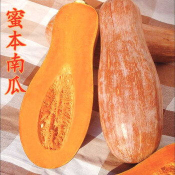 味甜细腻 家庭小菜园品种 蜜本南瓜散装100克