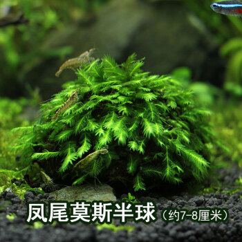 水草球生态鱼缸莫斯水草活体草凤尾苔莫斯半球水草造景懒人造景阴性植物鱼缸造景装饰凤尾半球 图片价格品牌报价 京东