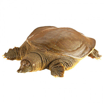 甲鱼外塘黄皮甲鱼活鲜活食用甲鱼放养甲鱼生态活体 生态野养青黄老鳖