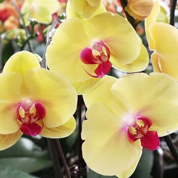 蝴蝶兰花苗盆栽室内观花植物阳台客厅四季好养 花卉盆栽 黄金美人2