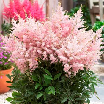 落新妇盆栽庭院阳台客厅多年生宿根花卉耐阴耐寒好养活 落新妇 银星