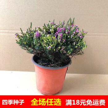 欧石楠花耐寒花卉盆栽庭院绿植阳台四季冬季植物耐冻观赏花盆景欧石楠一盆不含盆 图片价格品牌报价 京东