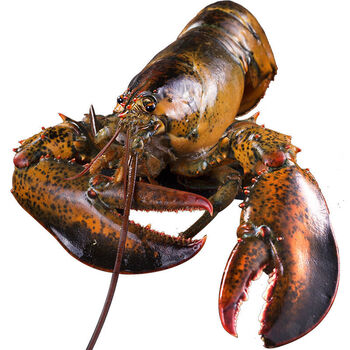 鲜活大龙虾650550g只波士顿龙虾超大波龙海鲜大餐2只装650580g只鲜活