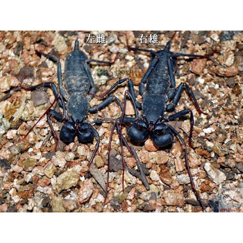 广西盾鞭蝎 斯氏雷达蝎鞭尾蝎新潮人气奇异爬宠雨林丛林造景现货 盾鞭