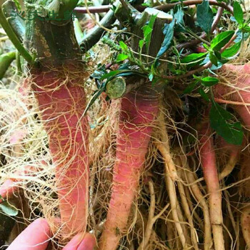 刺苋根汉菜梗带刺刺苋菜新鲜现挖红刺苋马屎苋农家野生马齿苋150克