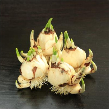 漳州水仙花种球盆栽水培植物球根花卉种子室内阳台绿植易活四季种4粒