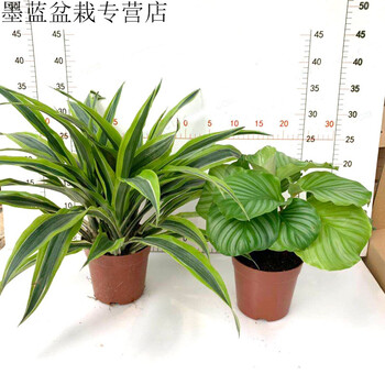 多景小镇巴西美人盆栽苗金边龙血树室内办公客厅阳台四季常青观叶植物