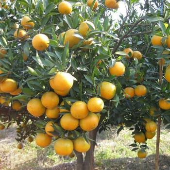 新会大红茶枝柑种苗陈皮桔子果树苗庭院四季盆栽水果 2年苗根系发达